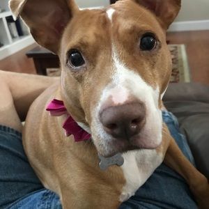 Meet your Posher, Allison